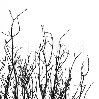 black branches black branches
