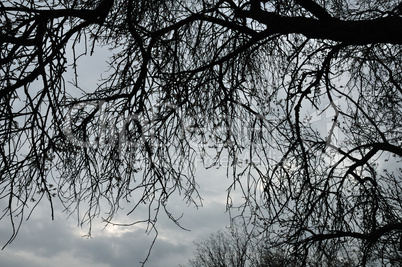 blooming tree branches silhouette winter sky