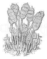 bramble leaf brand microscopic plant vintage illustration