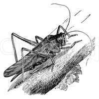grasshopper vintage illustration