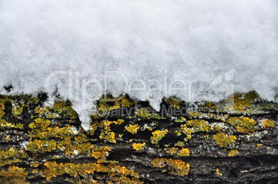 snow covered tree trunk winter background