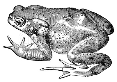 toad frog vintage illustration