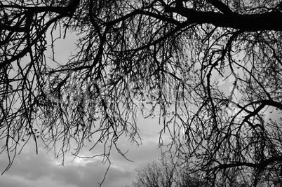 tree branches silhouette under moody sky