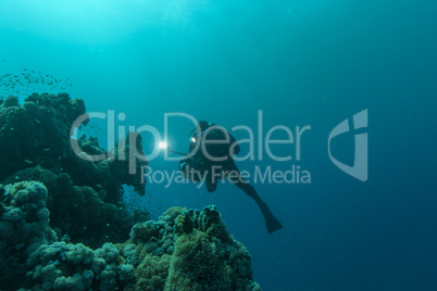 Unterwasserwelt: Am Riff, Rotes Meer, Ägypten