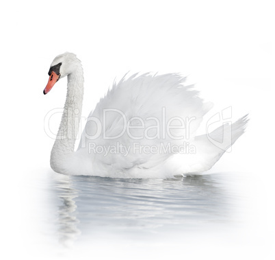 White Swan