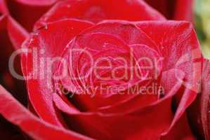 rote rose