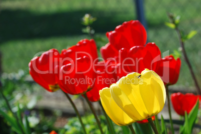 rote und gelbe tulpen