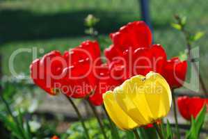 rote und gelbe tulpen