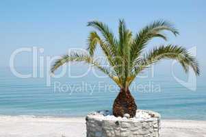 The beach with palm tree, Halkidiki, Greece