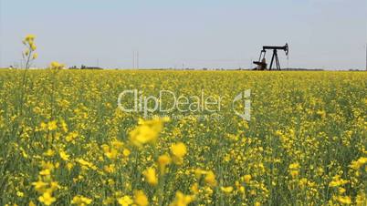 Canola Field And Oil Derrick