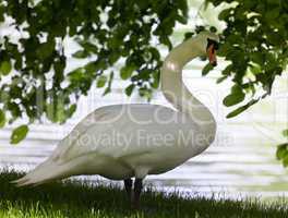 Mute swan on glade under the tree.