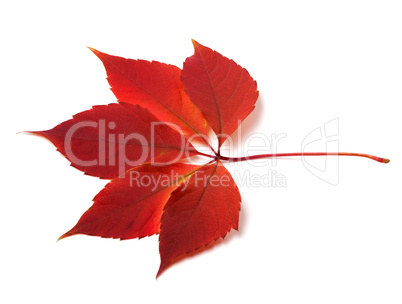 Autumn virginia creeper leaf