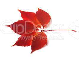Autumn virginia creeper leaf