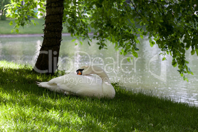 Mute swan on grass under the tree