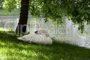 Mute swan on grass under the tree