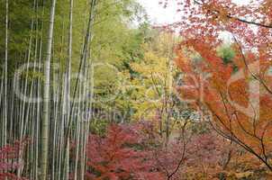 Colorful japanese autumn scene