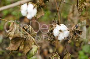 Closeup of a cotton plant