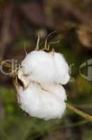 Closeup of a cotton plant