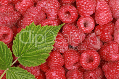 Himbeeren