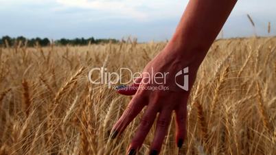 Hand in Wheat Field