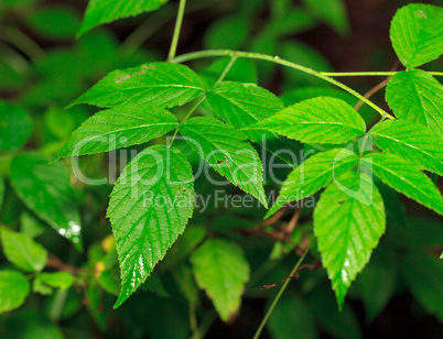 Wet Green Leaf