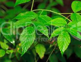 Wet Green Leaf