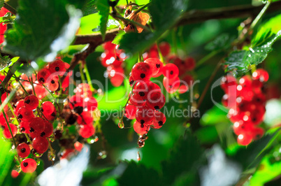 Bunch of a Red Currant on a Branch