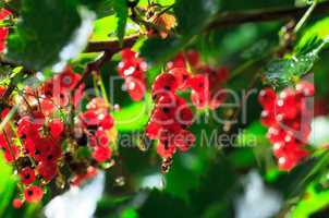 Bunch of a Red Currant on a Branch