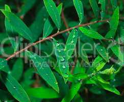 Dew on the Green Leaf