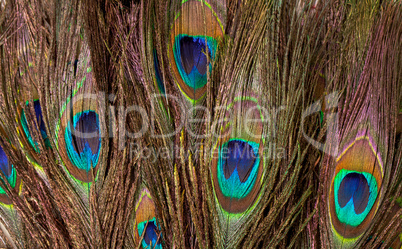 Colorful Peacock Feather