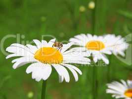 Beautiful  Daisy and Bee field in spring time