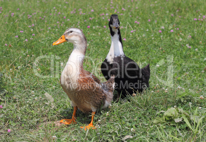 Ducks swim in the lake