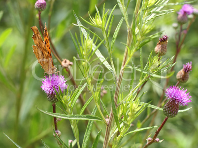 Monarch butterfly on pink flower on green leaf