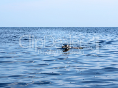 spotted seal (Phoca largha) in clean water
