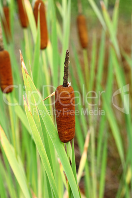 Fresh green grass cattails and reeds