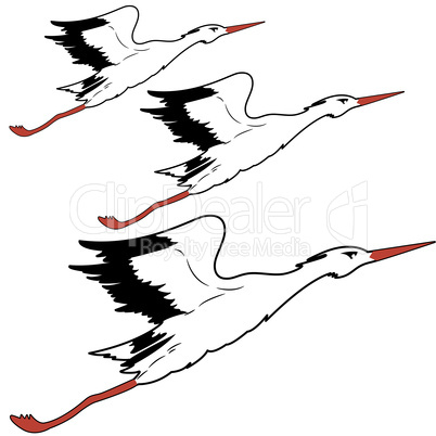 White Stork in flight. vector illustration.