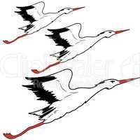 White Stork in flight. vector illustration.