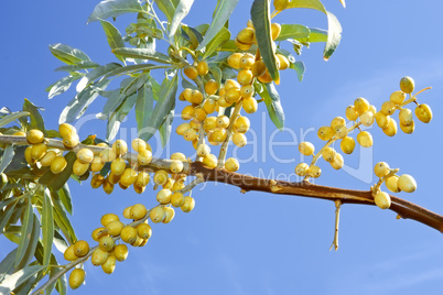 Ripening wild olive fruits