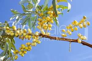 Ripening wild olive fruits