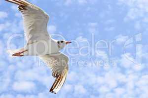 Seagulls flight
