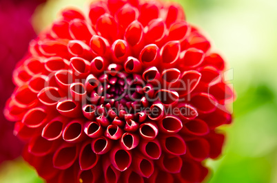 Pompon Dahlia