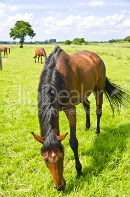 horse portrait