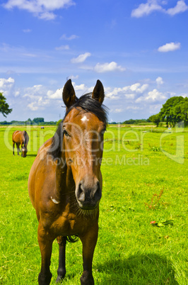 horse portrait