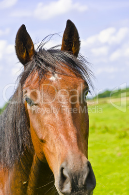 horse portrait