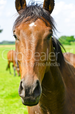 horse portrait