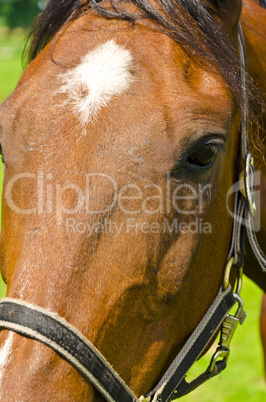 horse portrait