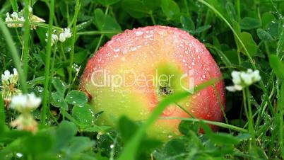 apple on grass