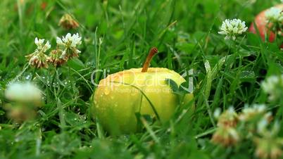 apple on grass
