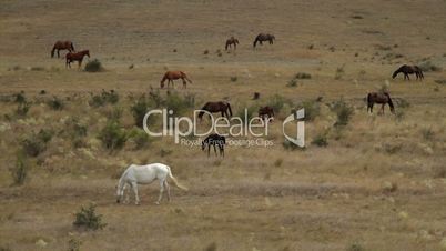 wild horses graze on dry hills