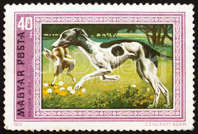 Postage stamp Hungary 1972 Hungarian Greyhound, Hound